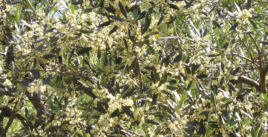 Produzione olio extravergine di Oliva Bolsena