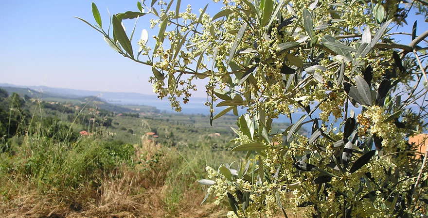 Ulivo sul lago di Bolsena