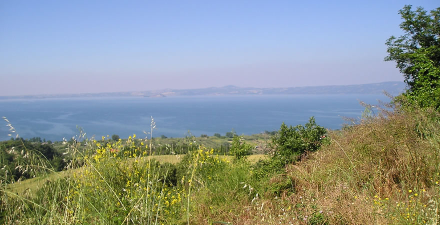 Produzione olio extravergine di Oliva Bolsena